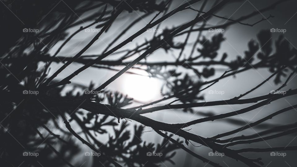 Plants and branch sillouette 