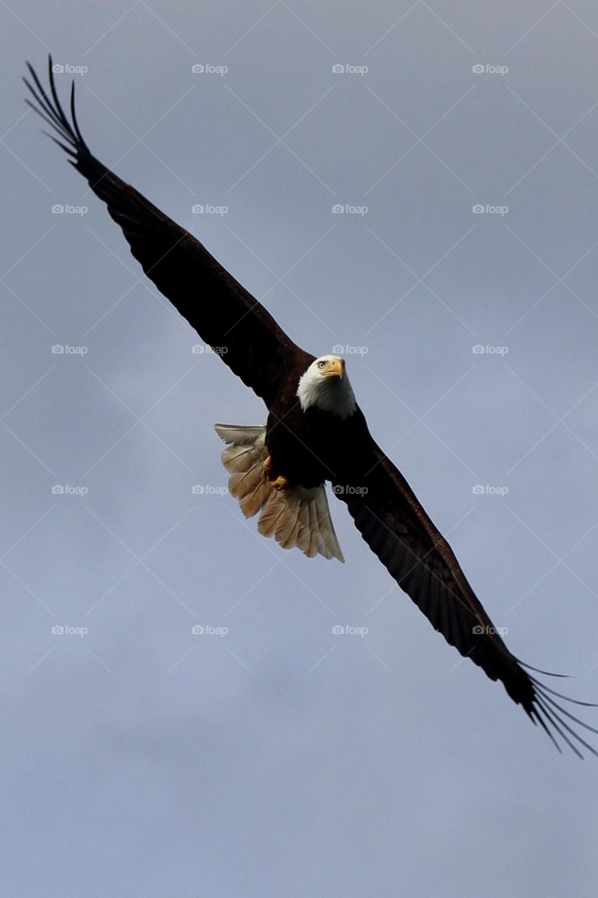 A majestic bald eagle flies above in a clear blue sky, wings outstretched as it soars 