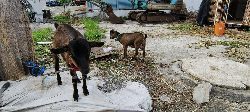 goats on the street in a village in taiwn.