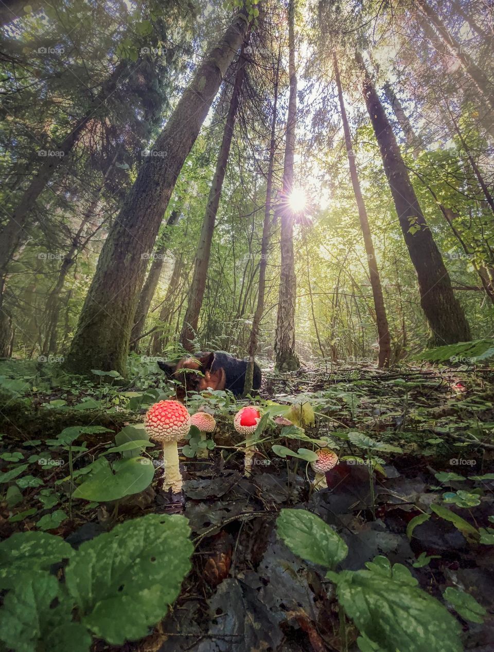 Summer forest panorama with mushrooms 