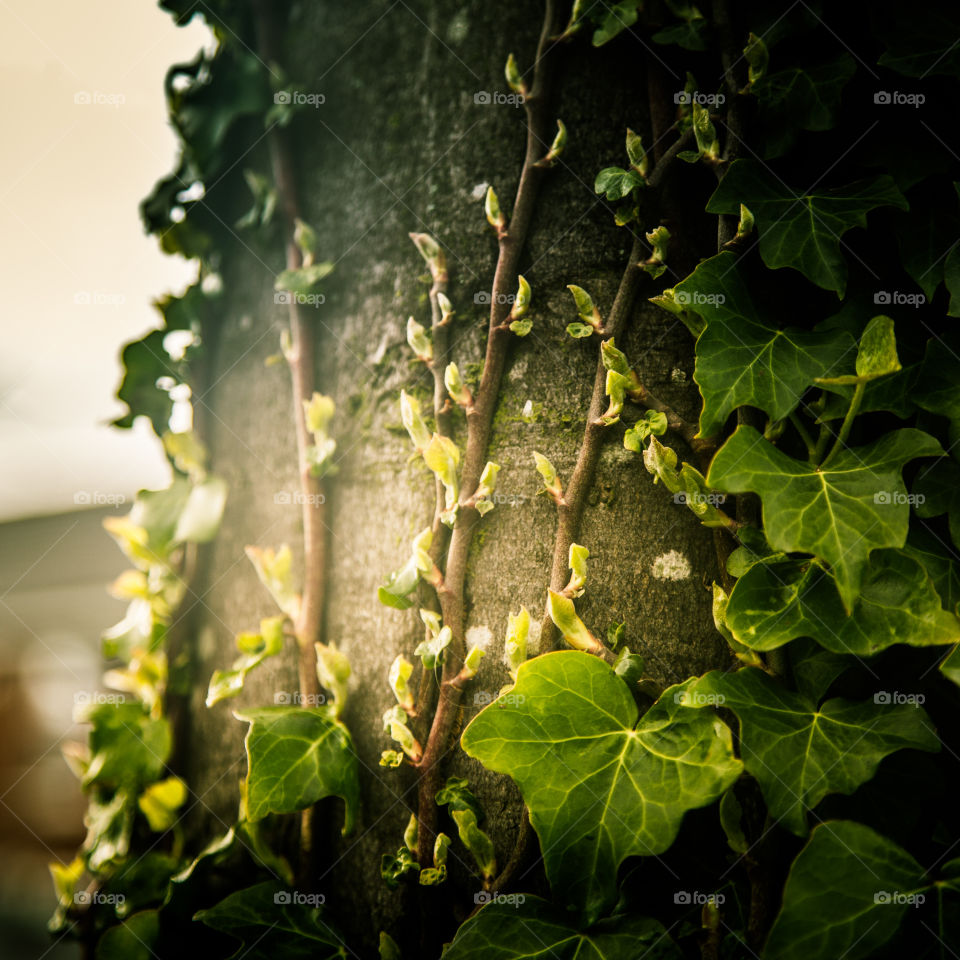 Leaf, Ivy, Growth, Flora, Flower