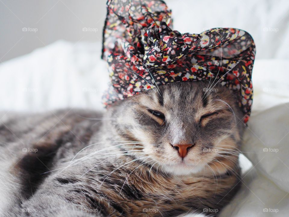 Cat with hat