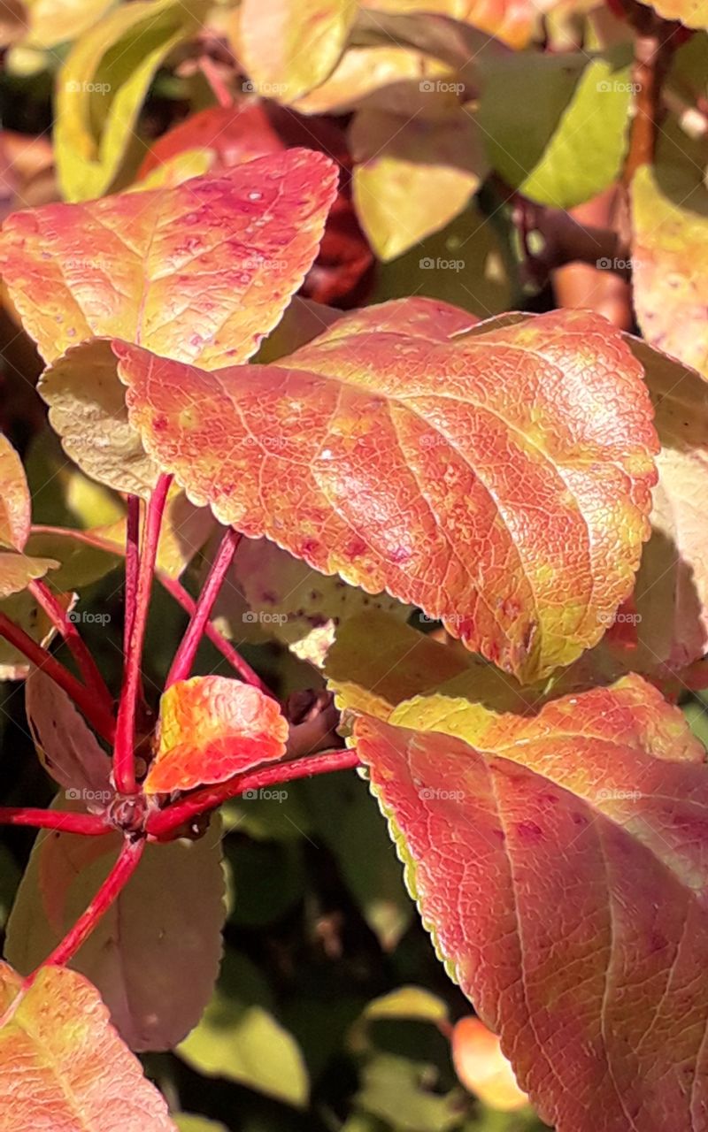 autumn  colored apple tree leaves