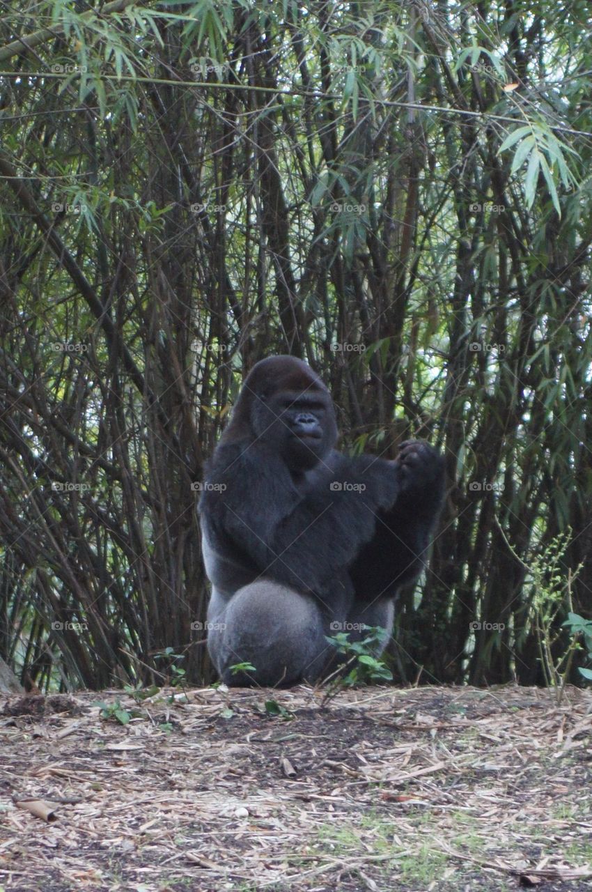 Silverback Gorilla