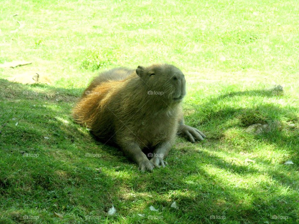 Capybara