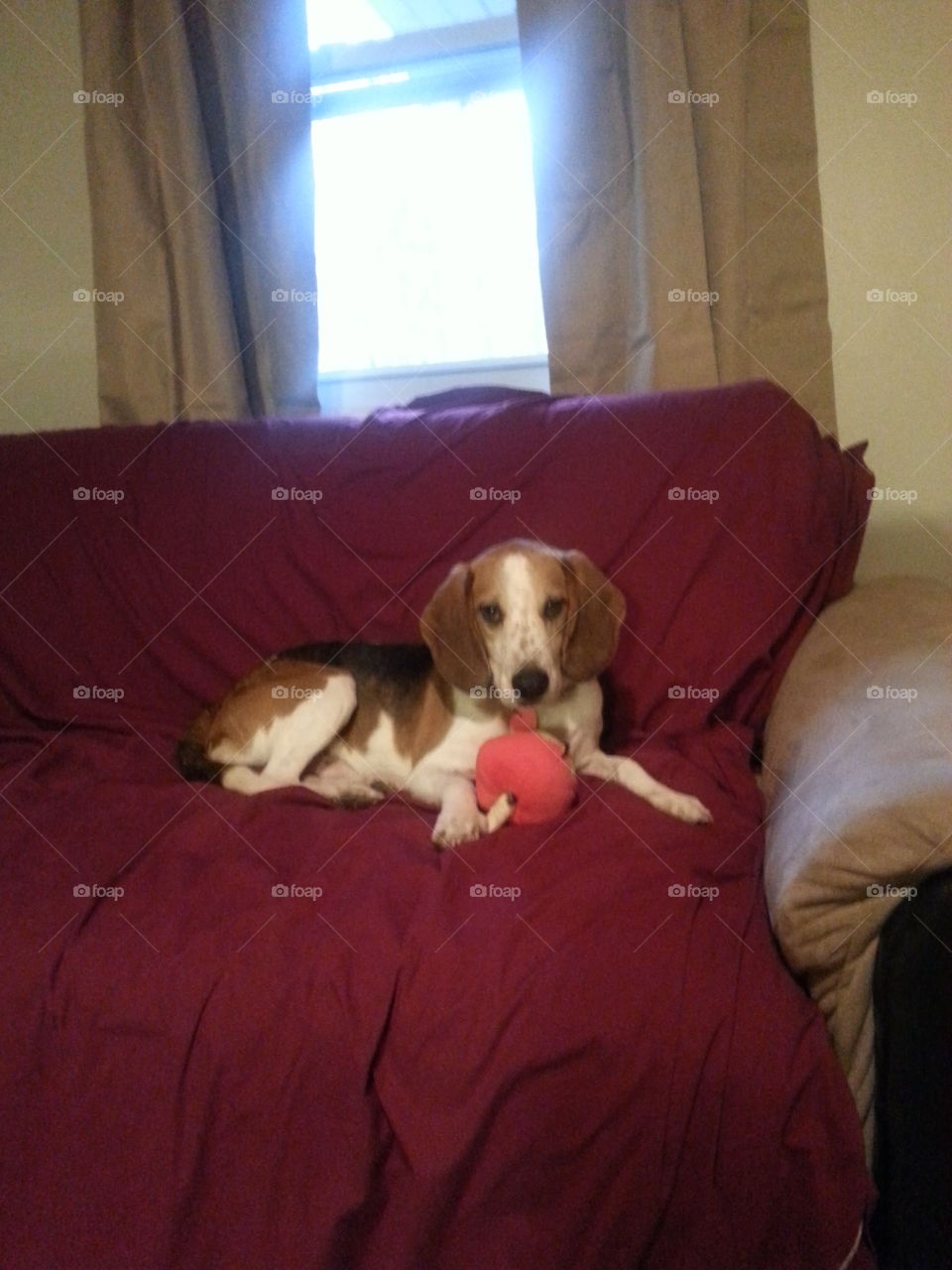 beagle with toy
