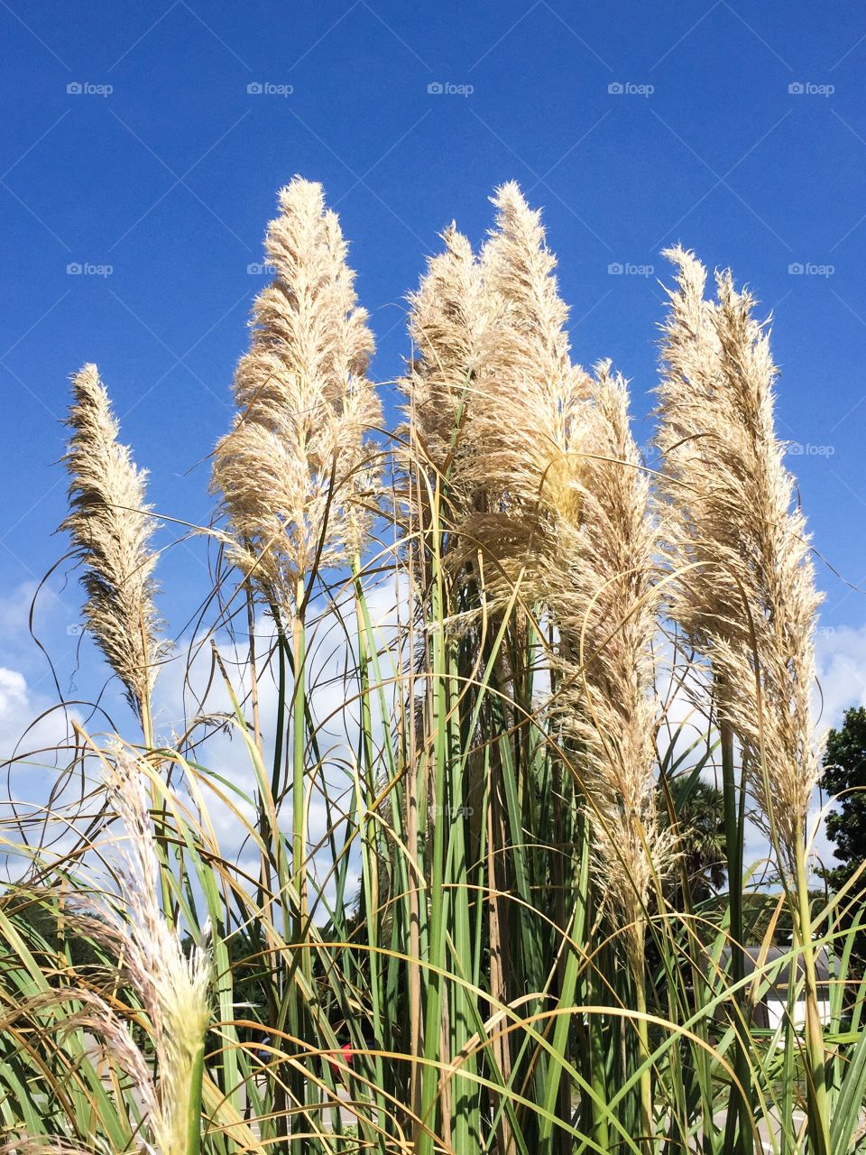 Sea Oats. Sea Oats blow in the wind against a blue sky. 