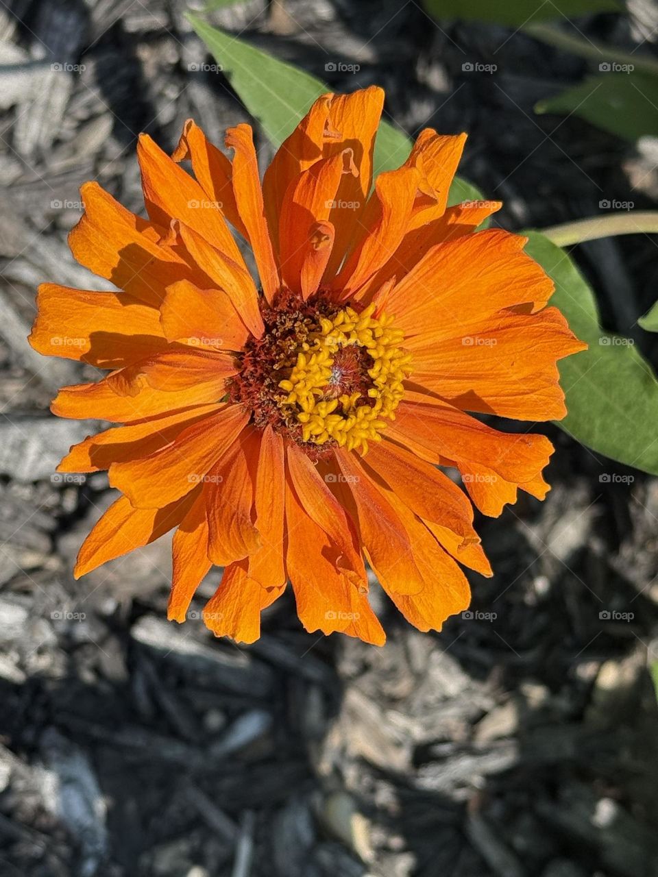 Orange zinnia
