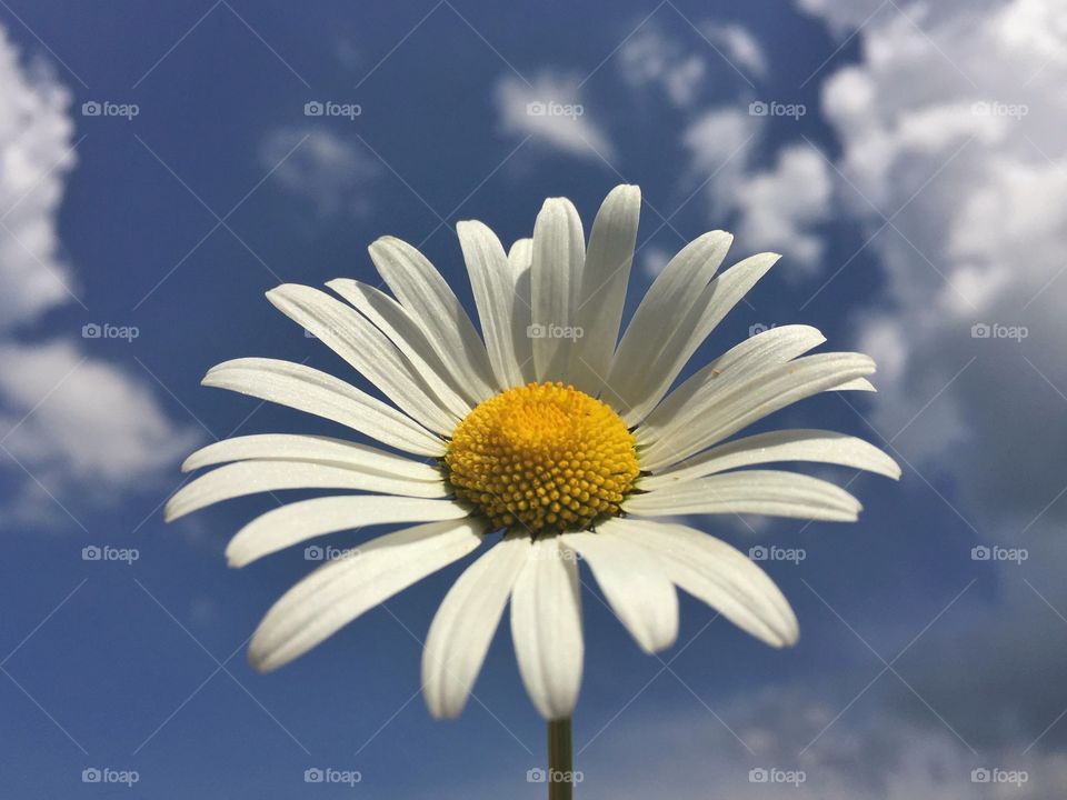 White flower against sky