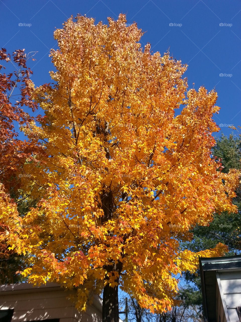 fall colors. tree of fire.