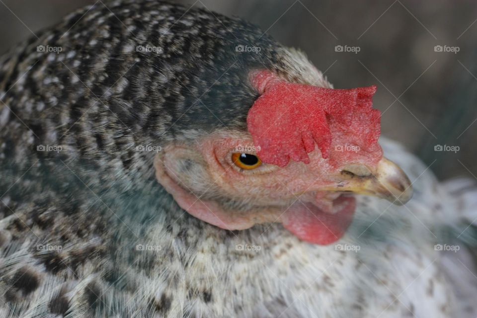 Barred Rock Hen. Close Up Of Barred Rock Hen