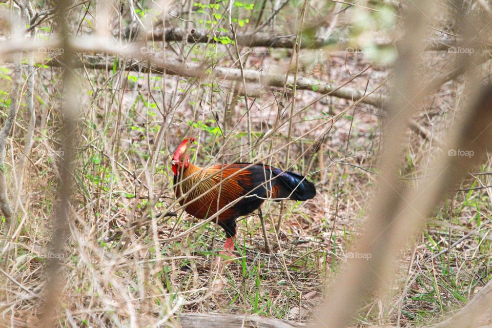 sri lanka jungle fowl