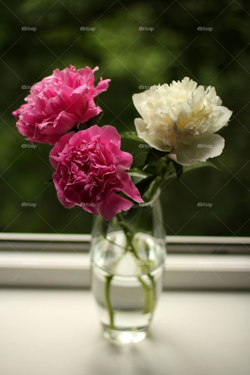 Peonies in a vase