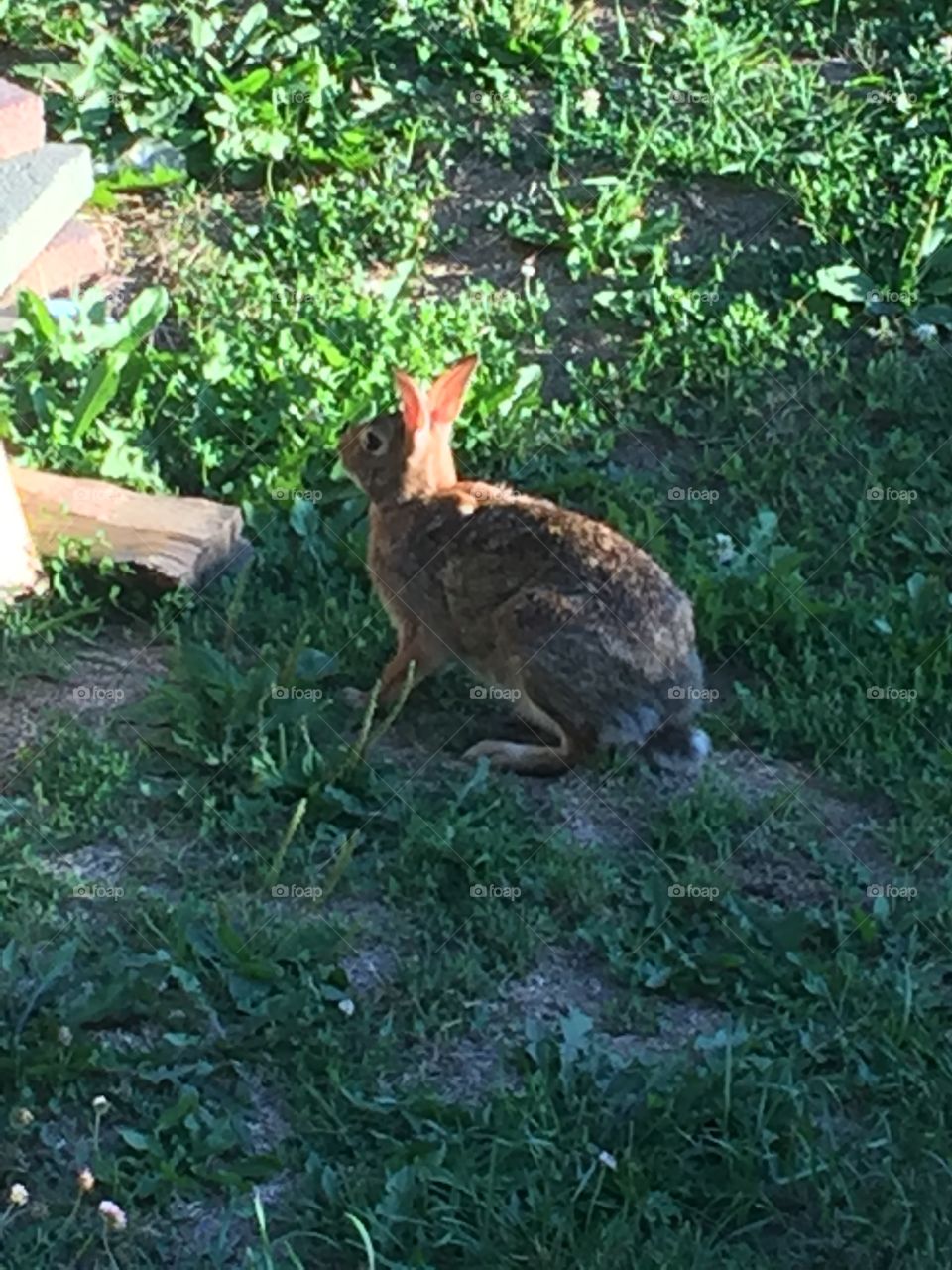 Bunny in grass