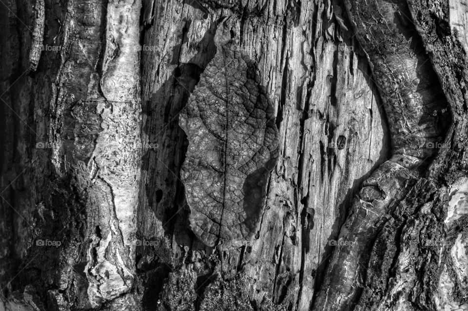 Bark, Tree, Texture, Desktop, Old