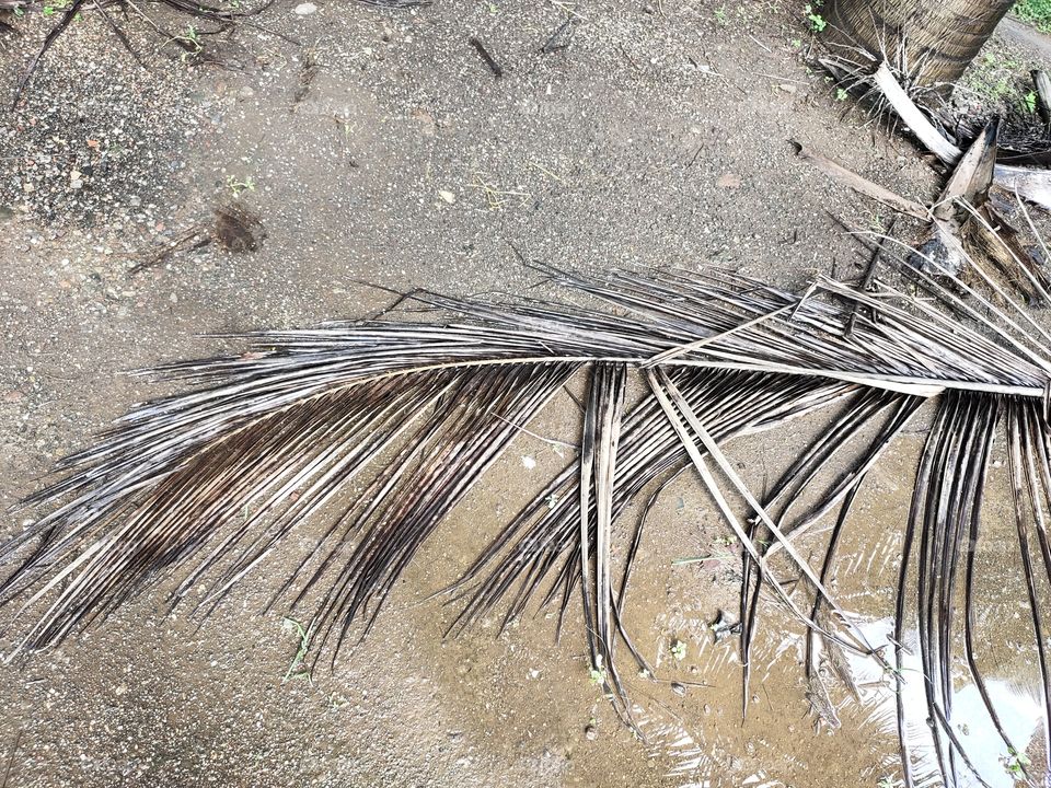 Branch of Coconut
🌴🌴🌴🌴
On the Ground
In Rainwater