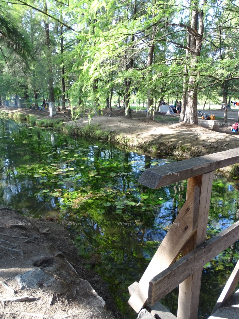 A nice river with a tiny bridge with nice trees next to it.