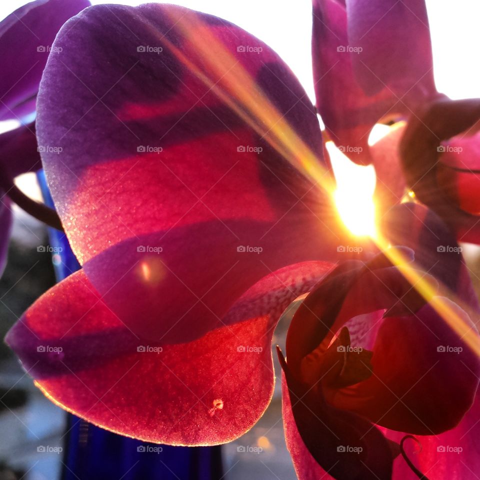 Orchid and the sunrise