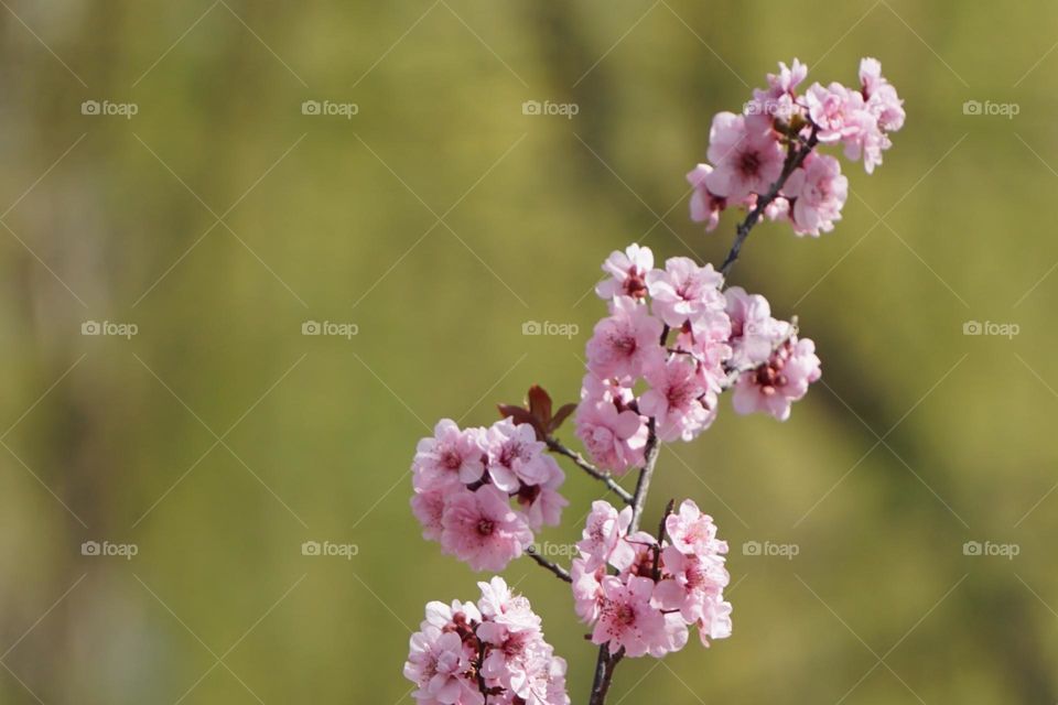 peach flowers