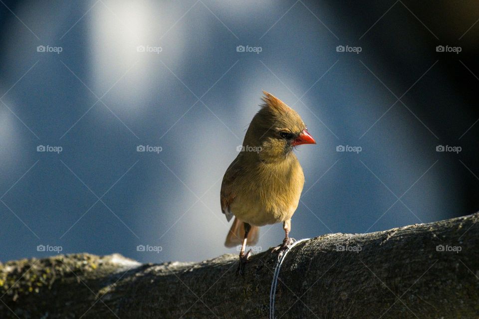 Female cardinal