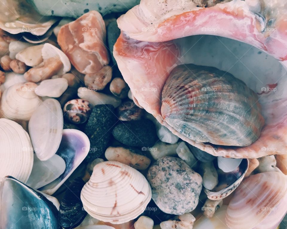 Variety of sea shells
