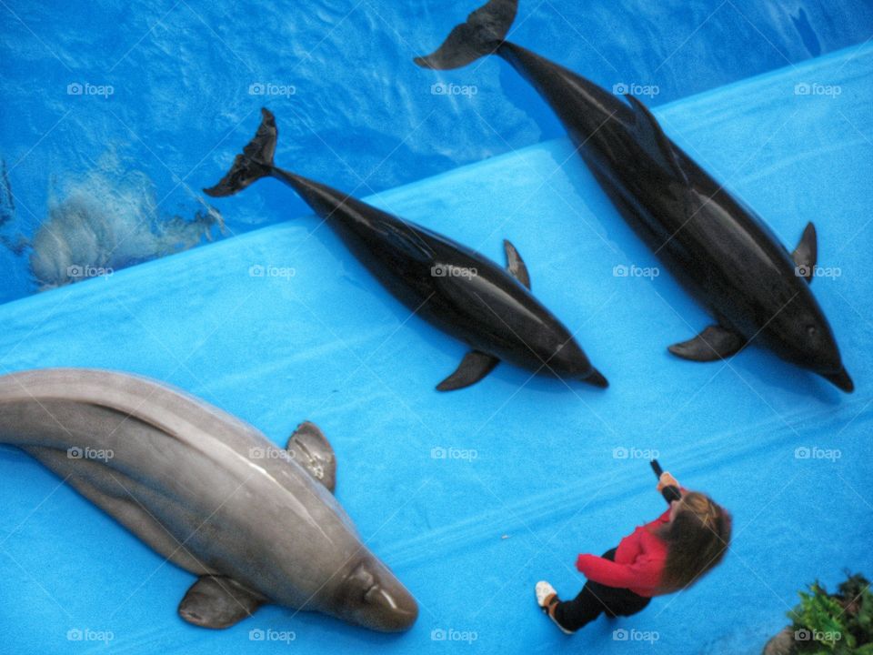 Dolphinarium Odessa дельфинарий Одесса