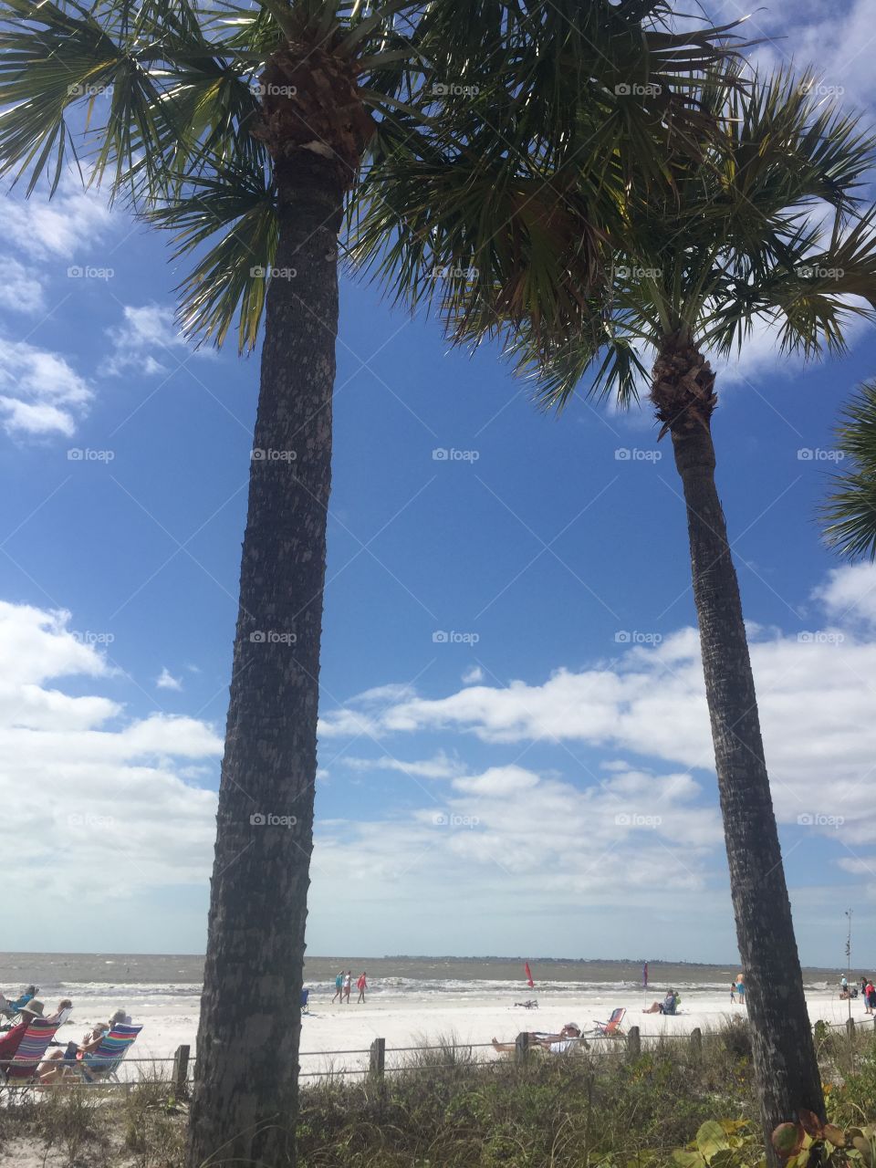 Tree, No Person, Beach, Seashore, Outdoors