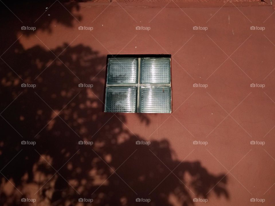 glass box, and plant shadows on the wall