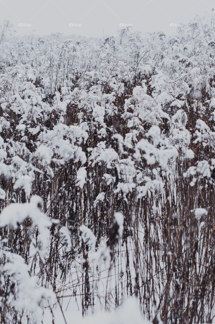 Meadow after heavy snowfall. Scenic wintery landscape of field of grass