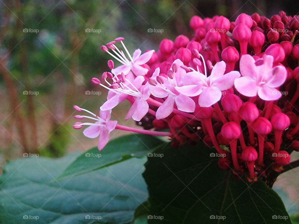 Rose Clerodendrum