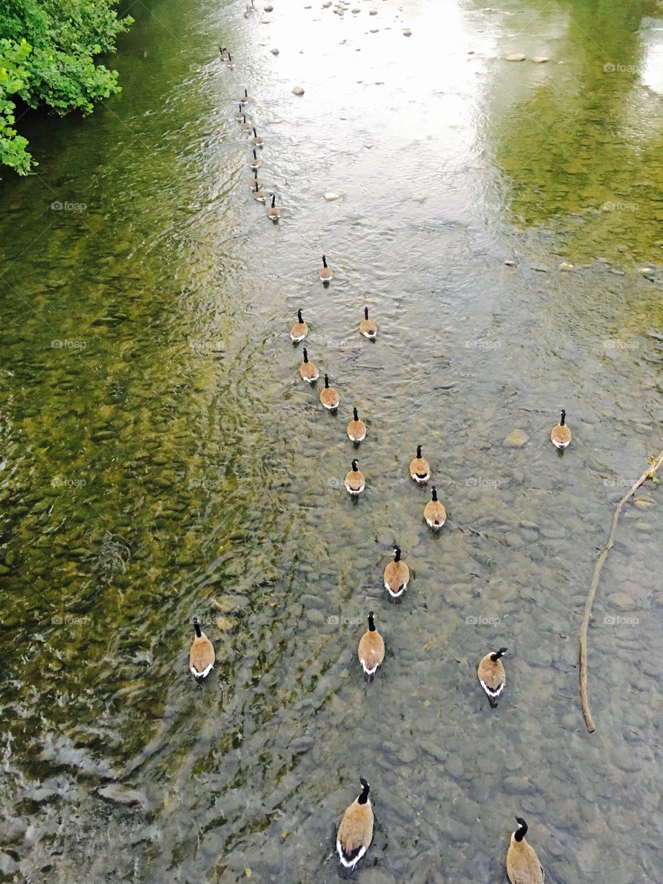 Floating geese