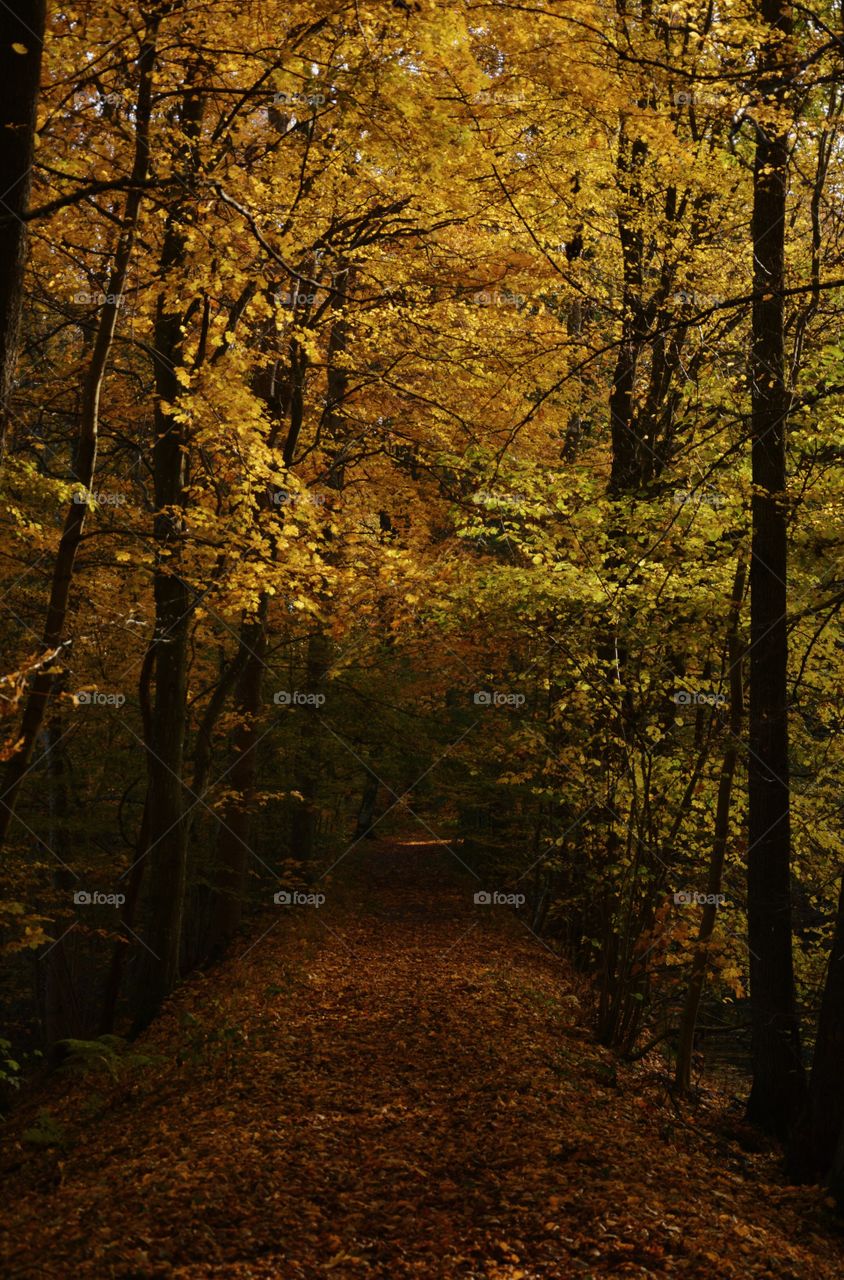 Magical forest in Sweden