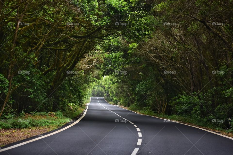 foggy forest road on la gomera canary island in Spain - garajonay national park road trip