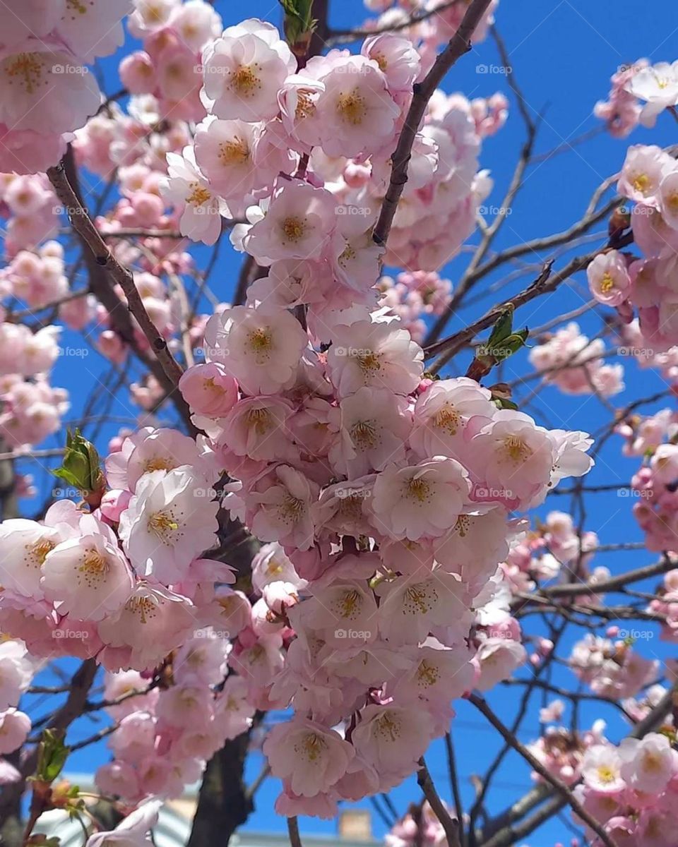 I will be like a cherry blossom tree that branches out to touch everyone's soul and their inner sense of beauty