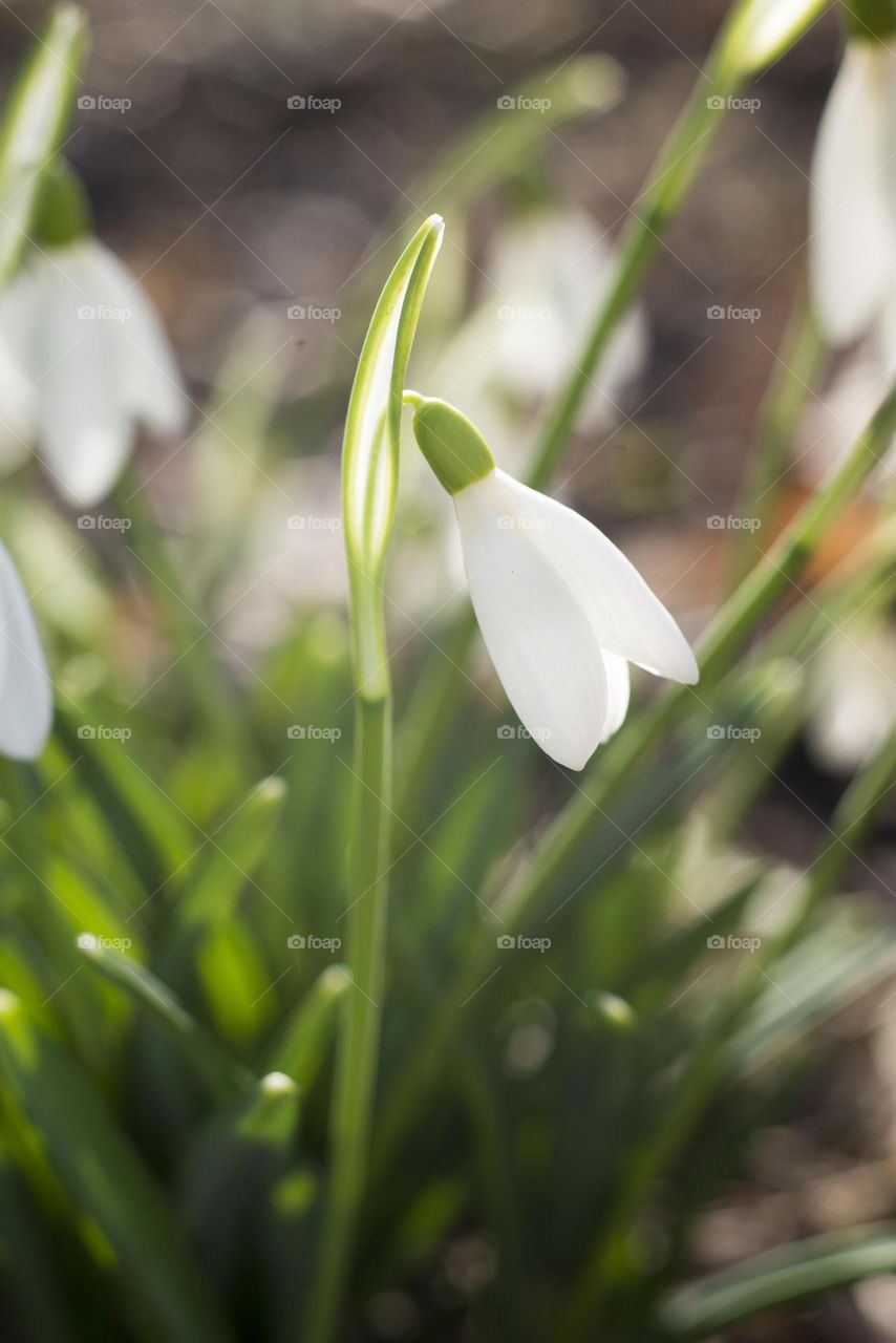 first snowdrop