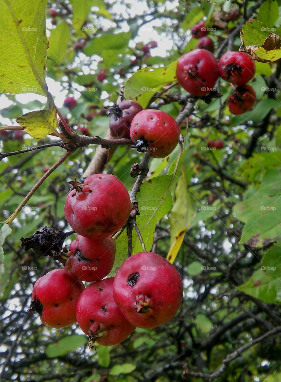 Fruit, Nature, Tree, Leaf, Fall