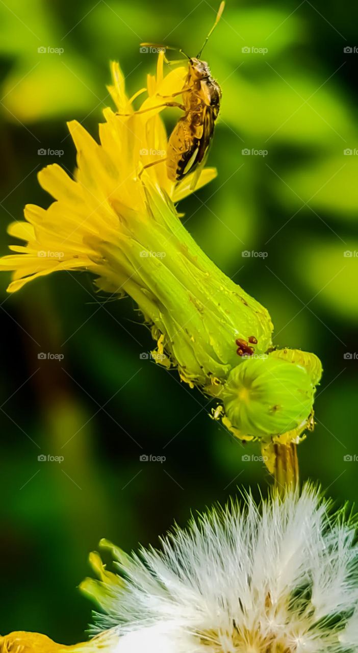 Dandelion and its yellow flower that begins to bloom, being visited by a bed bug.
Dente-de-Leão e sua flor amarela que começa a desabrochar, sendo visitados por um percevejo.