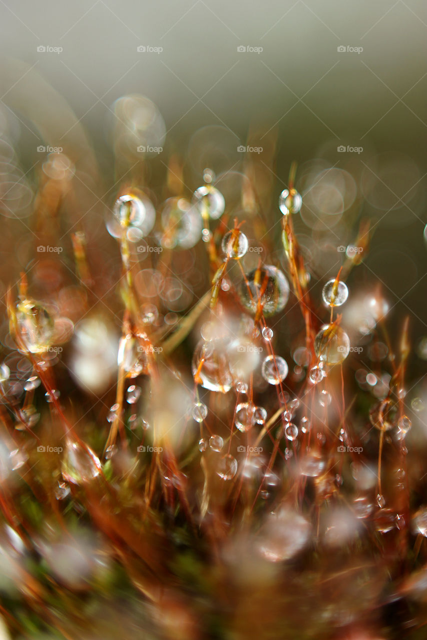 moss with  rain drops
