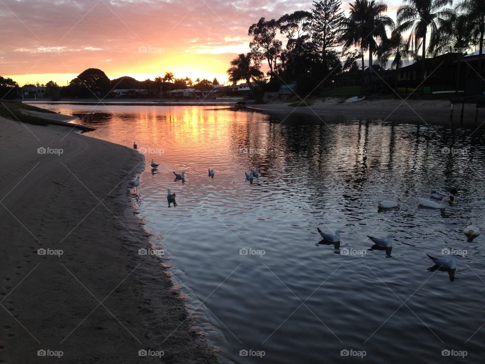 Ducks at sunrise