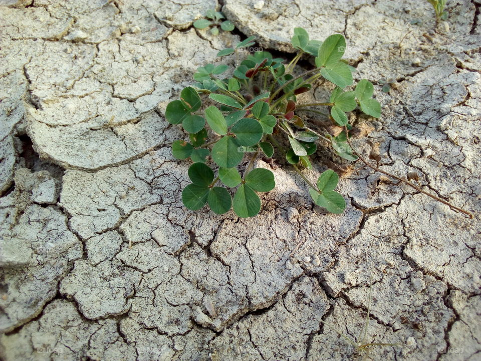 Green clover bush on dry cracked ground