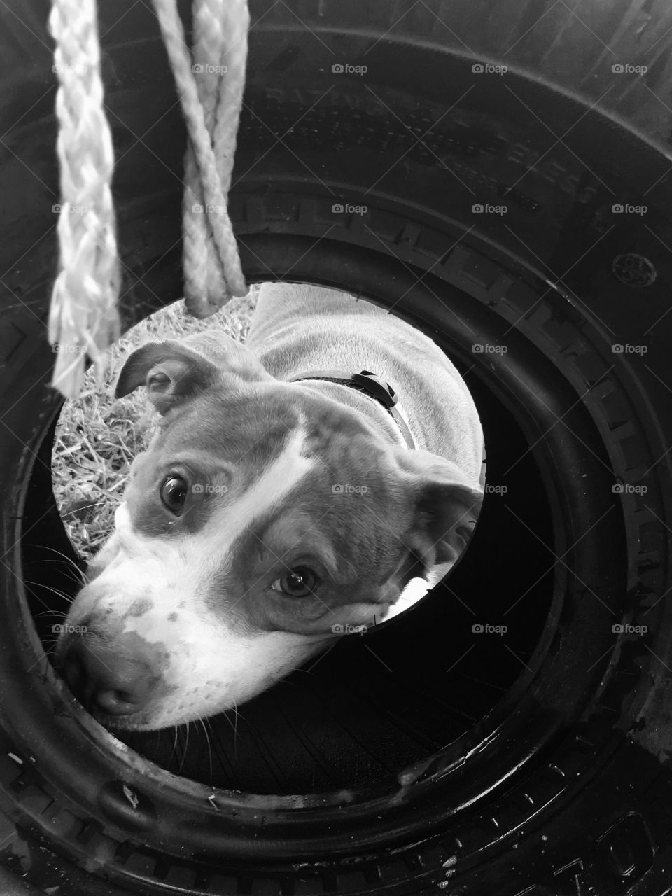 Rescue pitbull playing with a tire swing in black and white in Florida 
