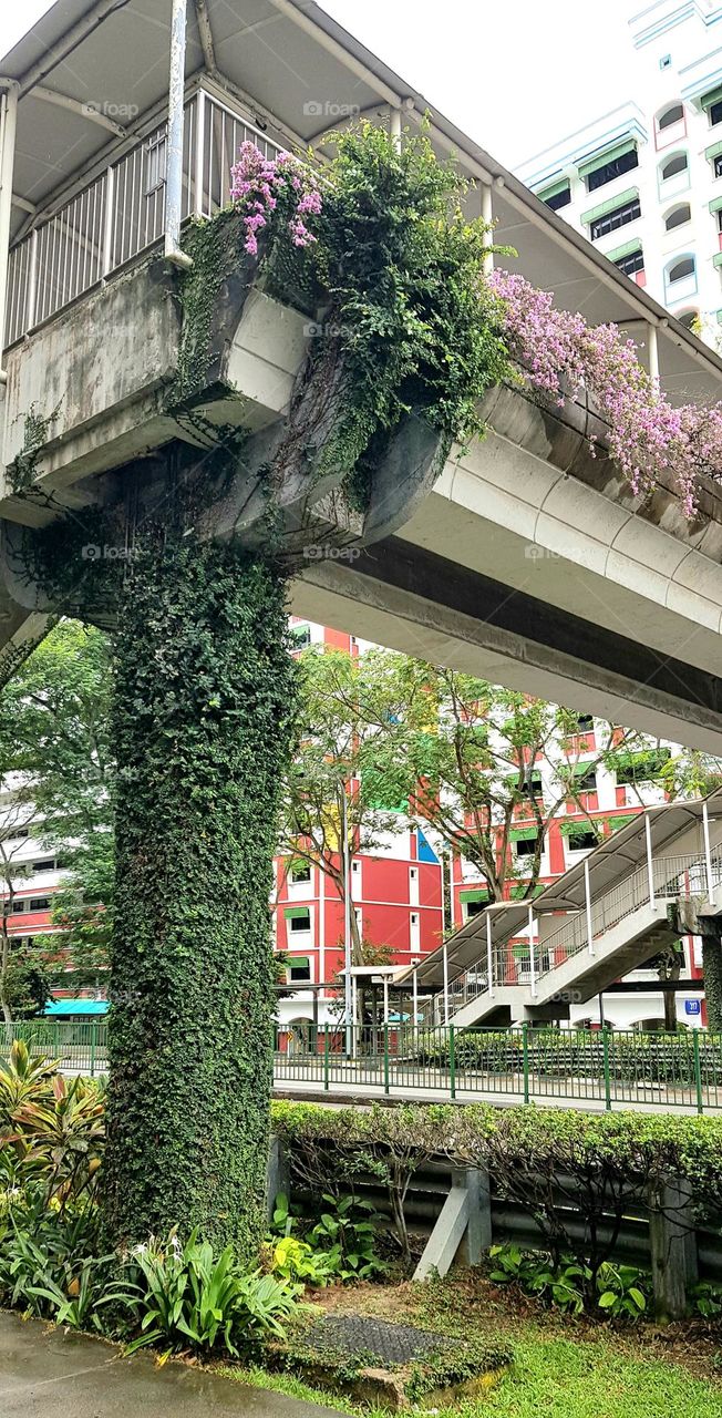 climber plants and flowers plants on urban over bridge looks so beautiful