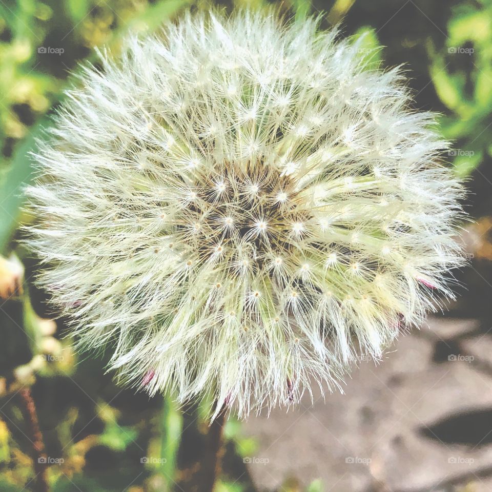 Pusteblume 