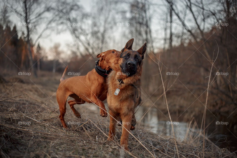 German shepherd young male dog and Hungarian vizsla playing outdoor at spring evening 