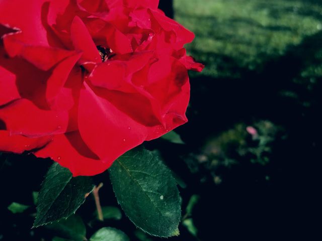 Red rose