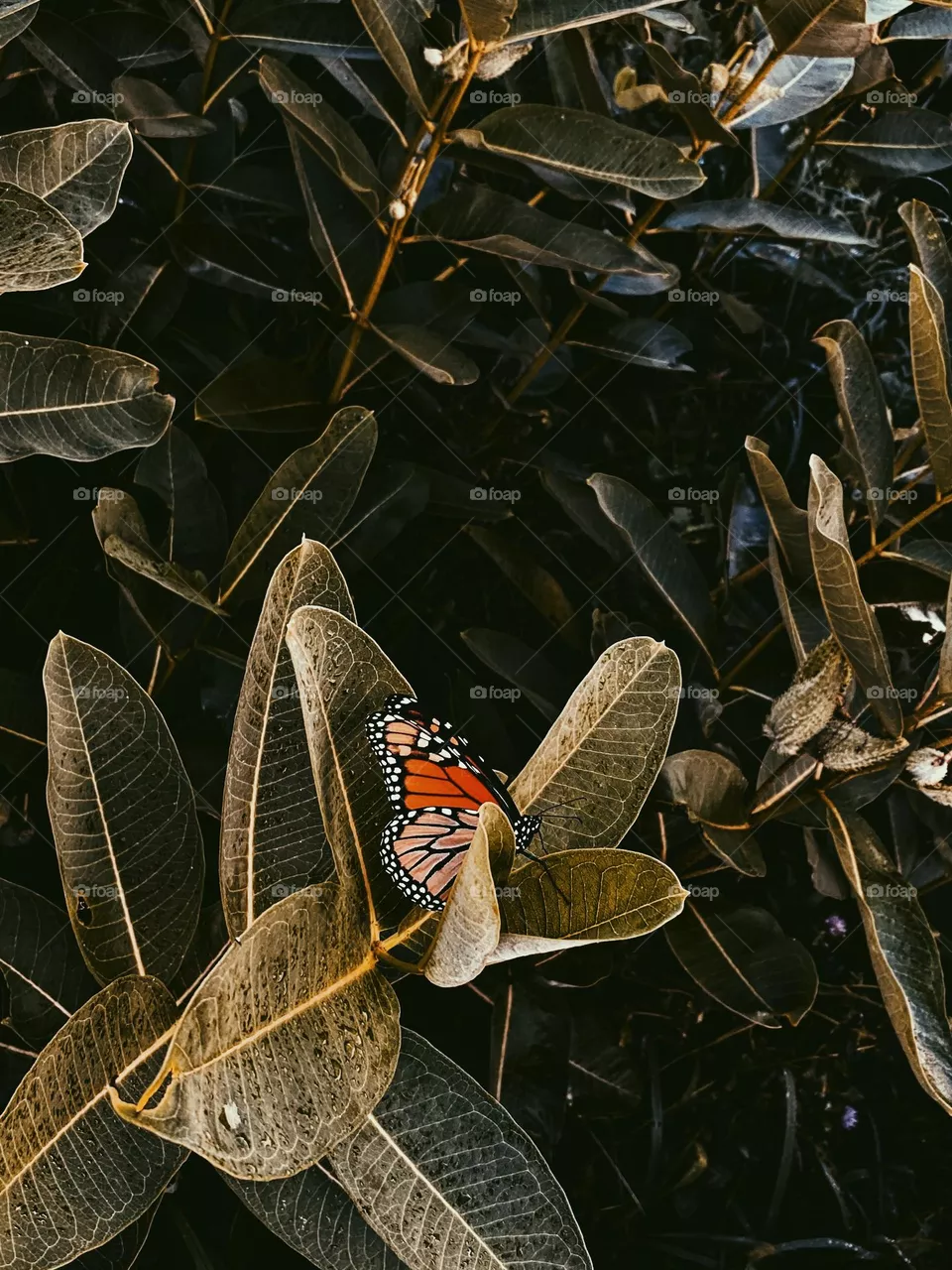 Monarch butterfly on leaves