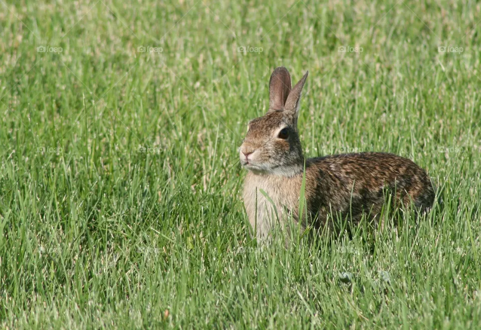 bunny