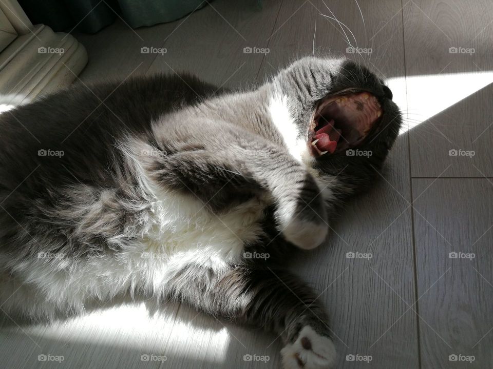 Cat wool yawns pet house
