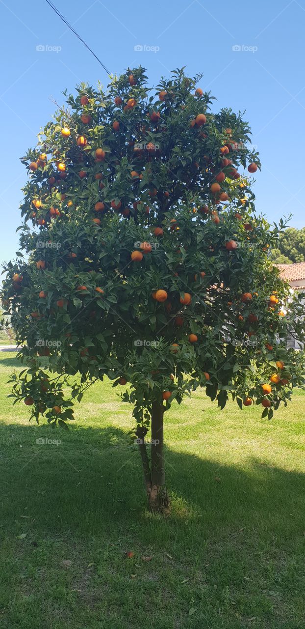 Orange tree...