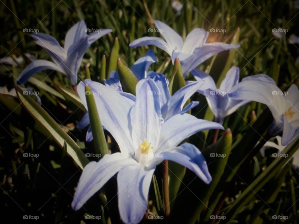 Scilla in the grass